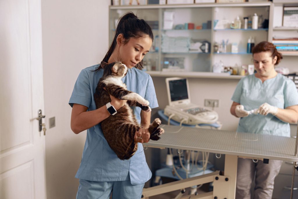 careful-asian-lady-holds-cute-cat-while-colleague