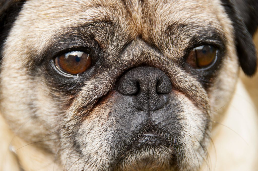 Close-up Of A Pug Dog