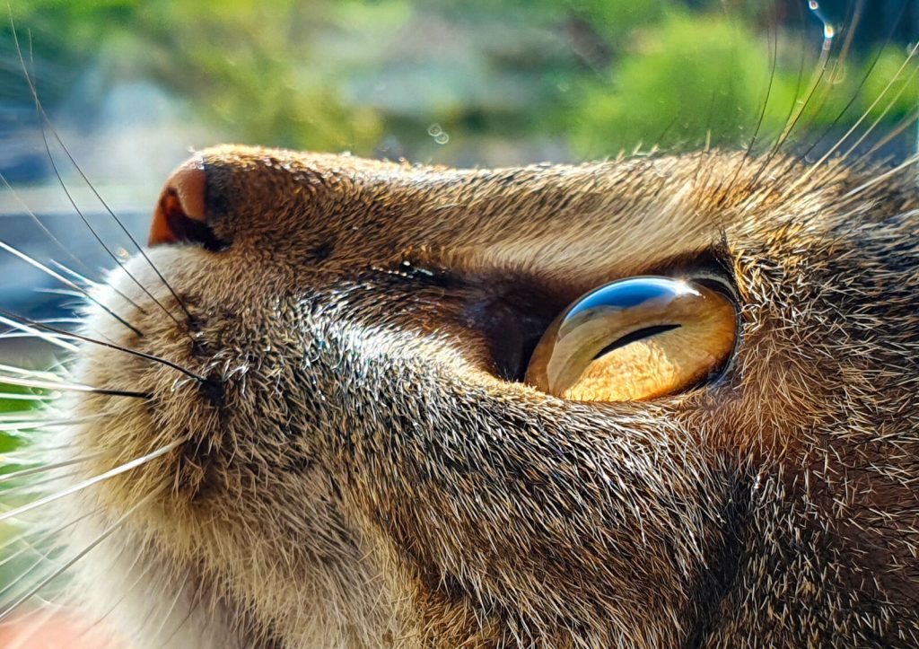 close-up-portrait-of-a-cat