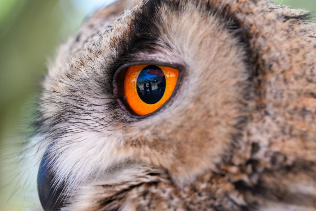closeup-shot-of-the-orange-eye-of-an-owl