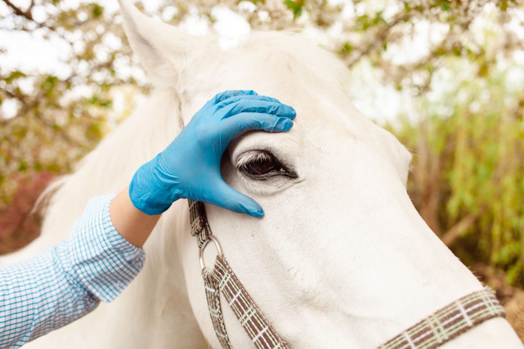 love-care-for-animals-nature-spring-horse-examination
