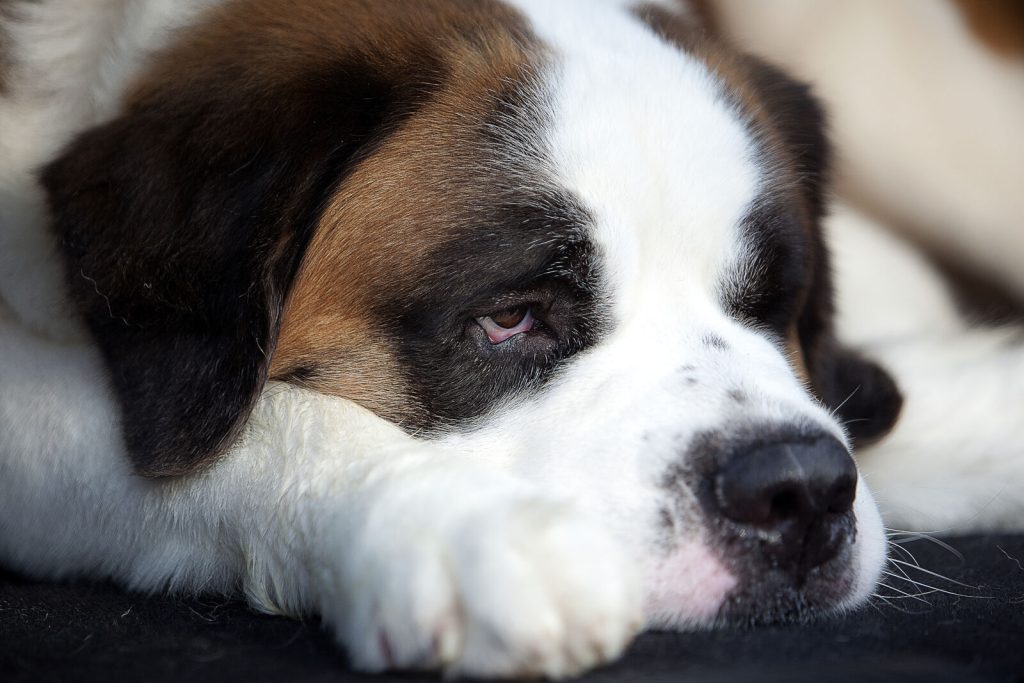 portrait-of-saint-bernard