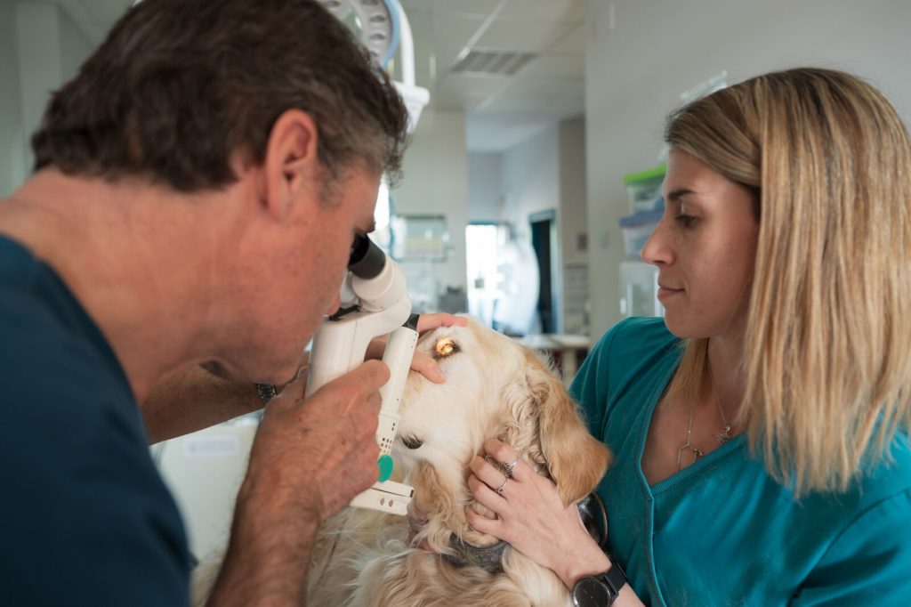 Veterinarian examining a golden retriever's eye with a special device