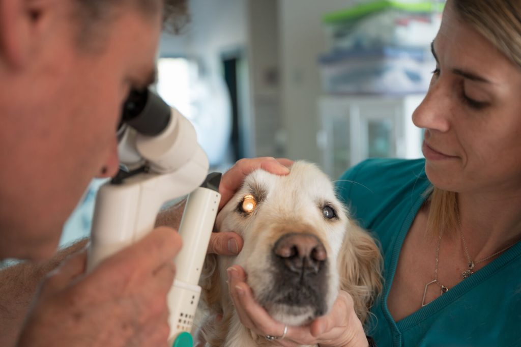 Veterinarians examining a golden retriever's eye with ophthalmoscope in veterinary practice